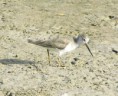 /album/some-overseas-trips/terek-sandpiper-emirates-dec-2005-jpg/